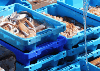 Mercati ittici all’ingrosso