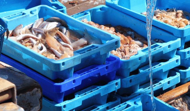 Mercati ittici all’ingrosso