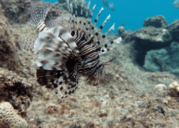 revisione della norme a tutela dell'ambiente marino