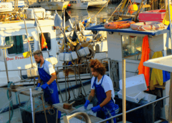 Guida volontaria FAO responsabilità sociale pesca