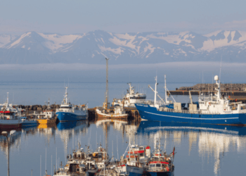 Modello ittico islandese