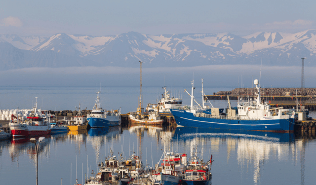 Modello ittico islandese