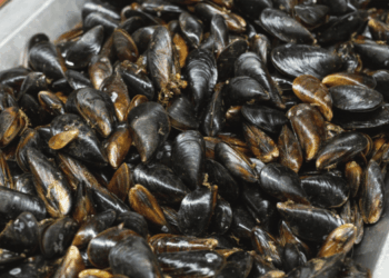 Prezzi prodotti ittici all’ingrosso