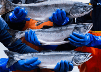 Salmone dell’Alaska 2026
