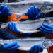 Salmone dell’Alaska 2026