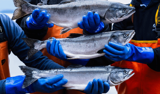 Salmone dell’Alaska 2026