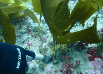 Seaforester Group: restoring kelp forests at industrial scale