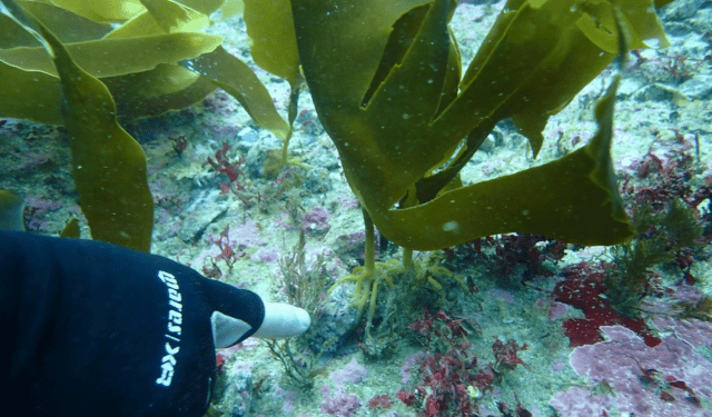 Seaforester Group: restoring kelp forests at industrial scale