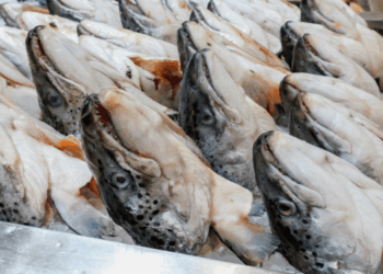 allarmismo mediatico sul pesce