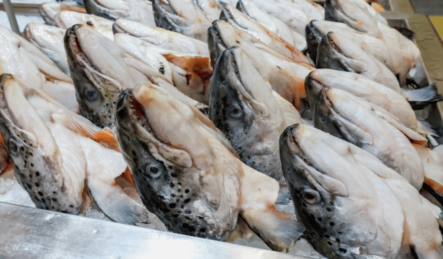 allarmismo mediatico sul pesce