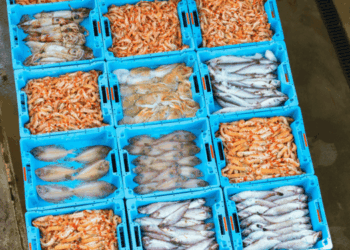 Accessing the Turkish Market: Regulatory Requirements and Opportunities for Seafood Exporters