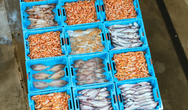 Accessing the Turkish Market: Regulatory Requirements and Opportunities for Seafood Exporters