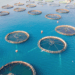 European Aquaculture and the Challenge of Territorial Acceptance