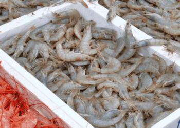 importazioni UE di gamberi