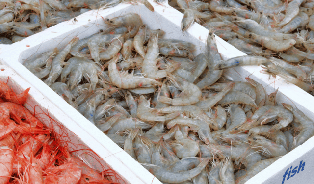 importazioni UE di gamberi