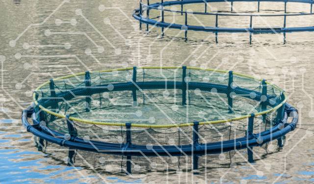 Why AI delivers results only when integrated into solid farm management