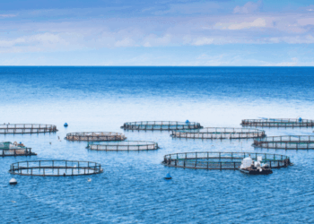 mangime nell’acquacoltura