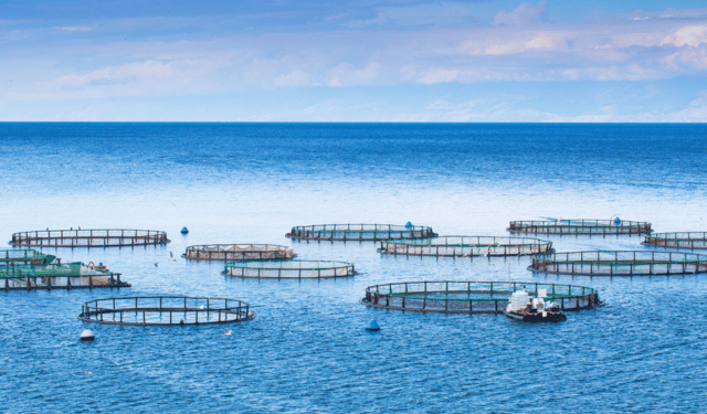 mangime nell’acquacoltura