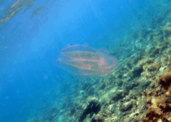 Sea Walnut Invasion in Italy: What’s Changing Underwater