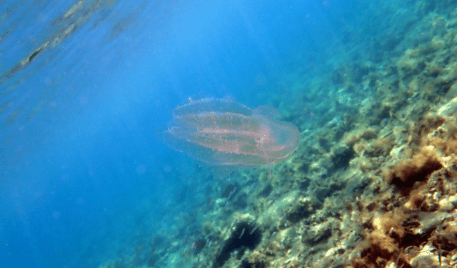 Sea Walnut Invasion in Italy: What’s Changing Underwater