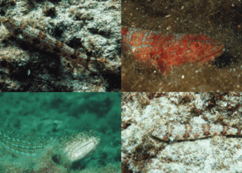 Diamond Lizardfish Expands in the Mediterranean