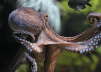 polpo nel Regno Unito