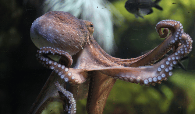 polpo nel Regno Unito