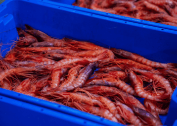 prezzi all’ingrosso dei prodotti ittici