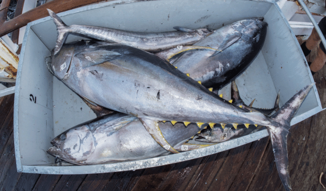 regolamento UE 2025/1449 tonno congelato in salamoia