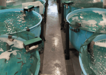 ridurre la mortalità larvale del merluzzo