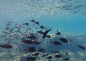 Regenerating the Mediterranean: A Call to Responsibility