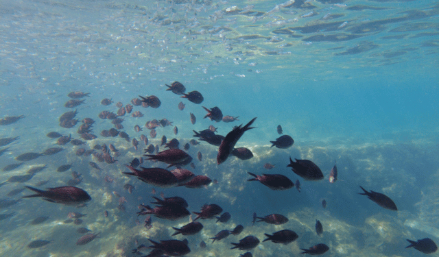 Regenerating the Mediterranean: A Call to Responsibility