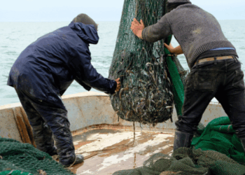 sostenibilità sociale nella filiera ittica