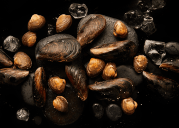 Bivalve Molluscs Mussels, Oysters and Clams