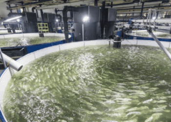 Blue foods in the WFP Global Outlook 2026