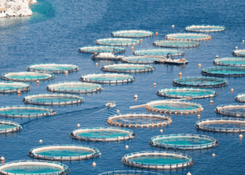 Aquaculture Feed Sustainability Trade-Offs