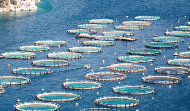 Aquaculture Feed Sustainability Trade-Offs