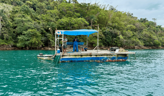 alghe marine