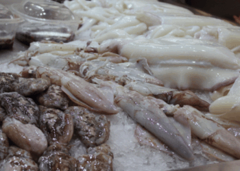 Cephalopods: the clearest signal of Europe’s new seafood balance