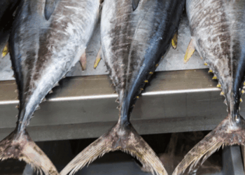 esportazioni di tonno dell’Ecuador