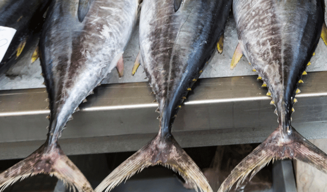 esportazioni di tonno dell’Ecuador