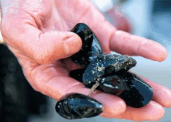 farina di cozze nei mangimi per il salmone