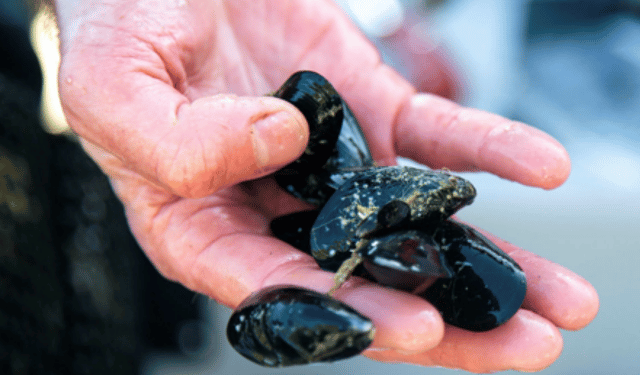 farina di cozze nei mangimi per il salmone