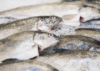 mercato del salmone allevato