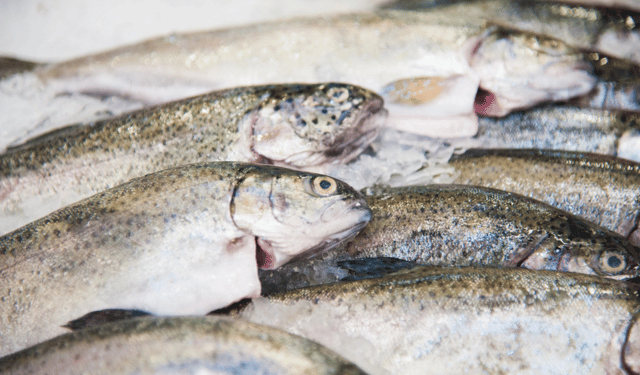 mercato del salmone allevato
