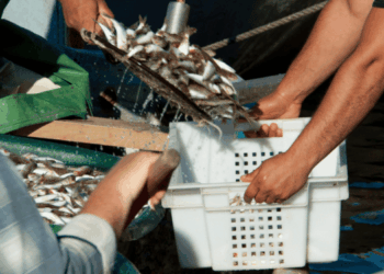 European Small Pelagics Market 2026: Value Growth Without Volume Shocks