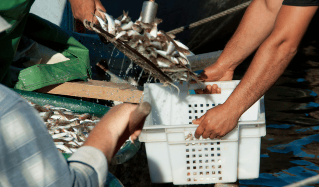 European Small Pelagics Market 2026: Value Growth Without Volume Shocks
