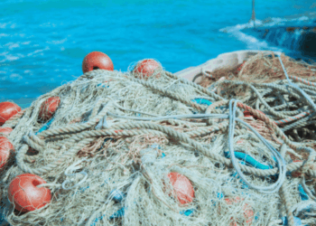 sardegna filiera ittica