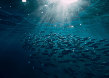 Global Tuna Stock Status 2026: What the ISSF Report Really Says