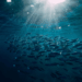 Global Tuna Stock Status 2026: What the ISSF Report Really Says